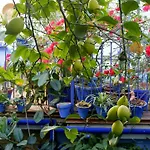 El Patio Azul Bohemio Magico