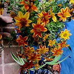 El Patio Azul Bohemio Magico