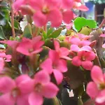 El Patio Azul Bohemio Magico * Cordoba