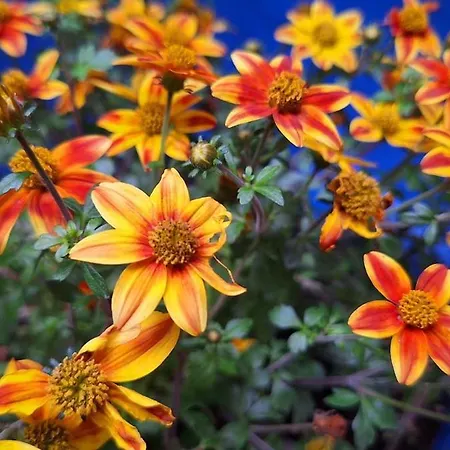 公寓 El Patio Azul Bohemio Magico