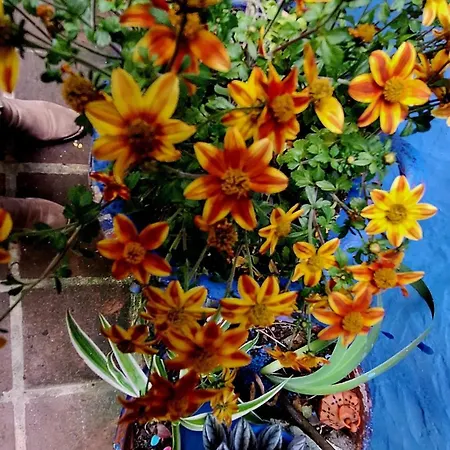 El Patio Azul Bohemio Magico