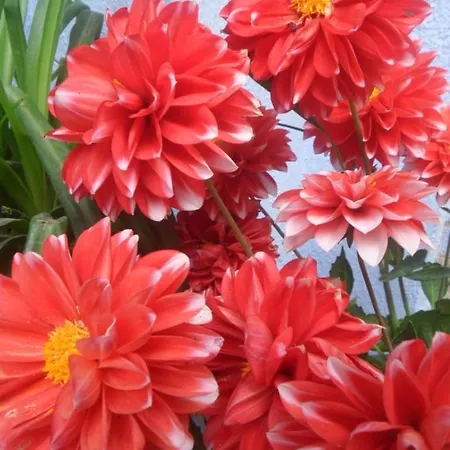 El Patio Azul Bohemio Magico