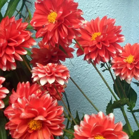 El Patio Azul Bohemio Magico 科爾多瓦