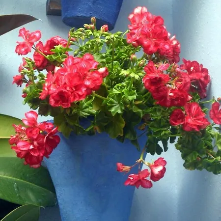 El Patio Azul Bohemio Magico Daire Cordoba