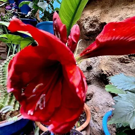 El Patio Azul Bohemio Magico *