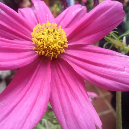 公寓 El Patio Azul Bohemio Magico 科爾多瓦