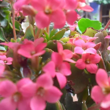 El Patio Azul Bohemio Magico * 科爾多瓦