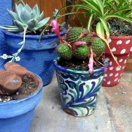 El Patio Azul Bohemio Magico 科爾多瓦