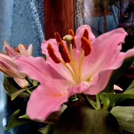 El Patio Azul Bohemio Magico