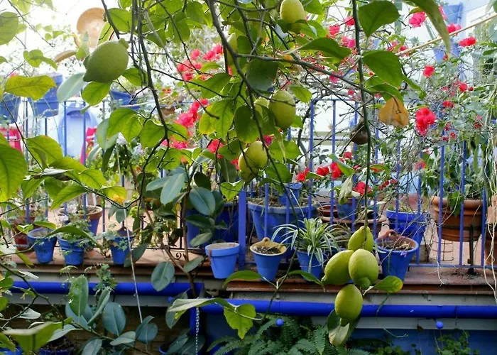 El Patio Azul Bohemio Magico