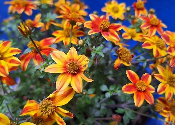 Apartament El Patio Azul Bohemio Magico