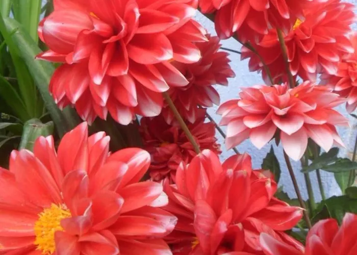 El Patio Azul Bohemio Magico