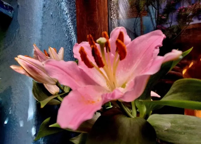 El Patio Azul Bohemio Magico