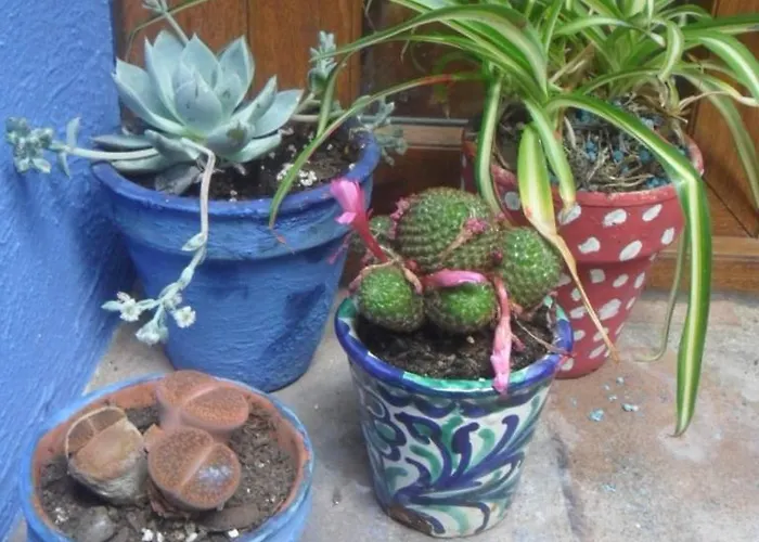 Apartament El Patio Azul Bohemio Magico Kordoba