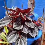 El Patio Azul Bohemio Mágico Apartamento *