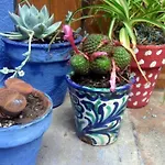 El Patio Azul Bohemio Mágico Córdova