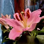 El Patio Azul Bohemio Mágico