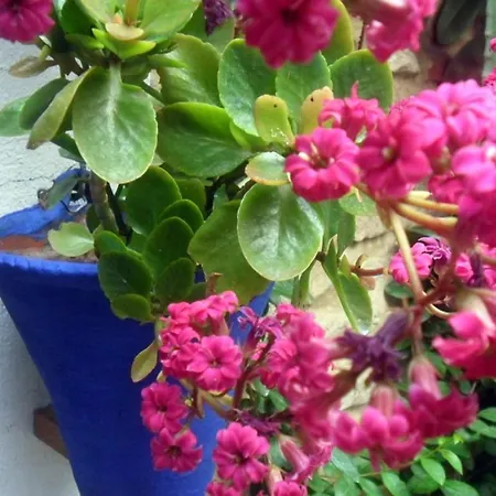 El Patio Azul Bohemio Magico Апартаменты