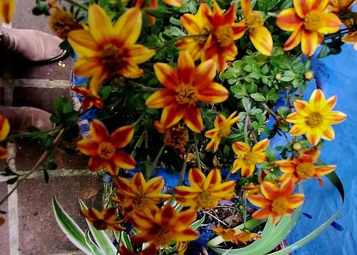 El Patio Azul Bohemio Magico