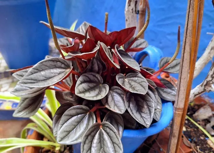 El Patio Azul Bohemio Magico Апартаменты *