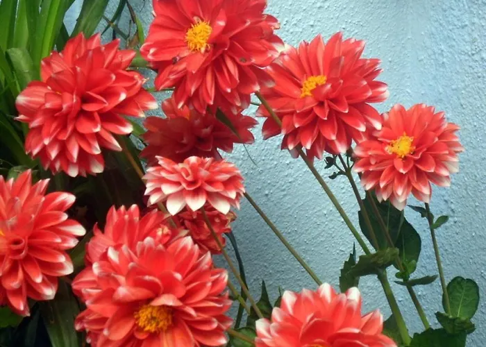 El Patio Azul Bohemio Magico Кордова