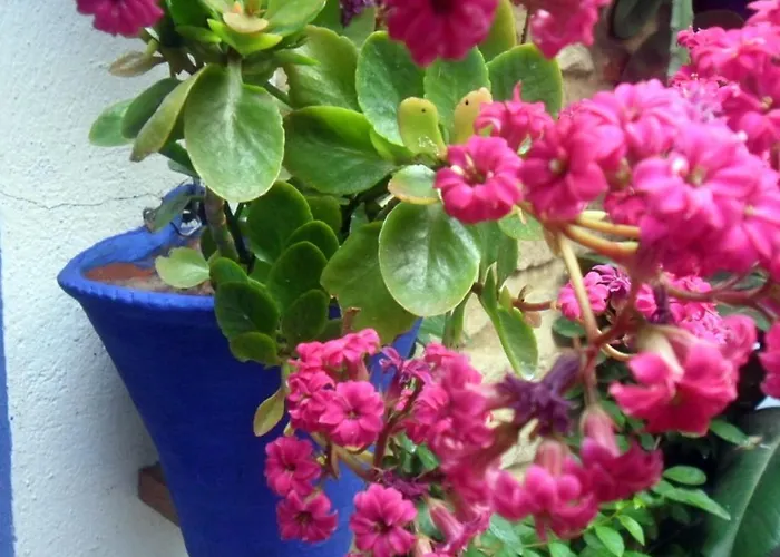 El Patio Azul Bohemio Magico Апартаменты