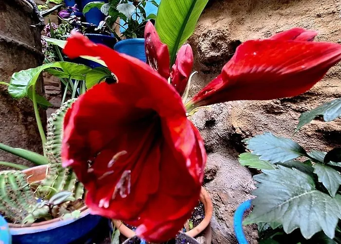 El Patio Azul Bohemio Magico *