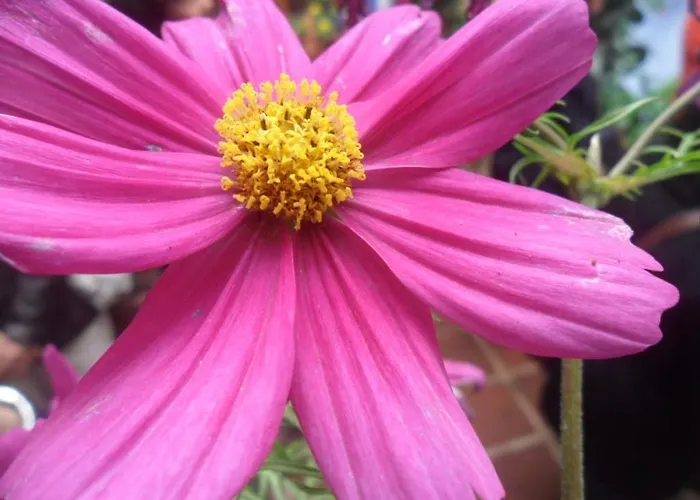 Апартаменты El Patio Azul Bohemio Magico Кордова