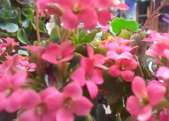 El Patio Azul Bohemio Magico * Кордова